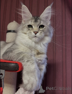 Zdjęcie №2 do zapowiedźy № 155329 na sprzedaż  maine coon - wkupić się Włochy prywatne ogłoszenie