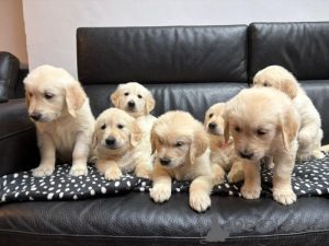 Zdjęcie №1. golden retriever - na sprzedaż w Isojoki | negocjowane | Zapowiedź №169171