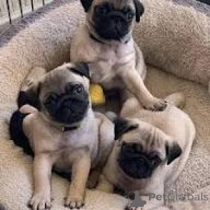 Zdjęcie №1. mops - na sprzedaż w Bruksela | 3348zł | Zapowiedź №166586