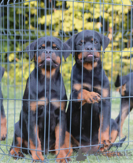 Dodatkowe zdjęcia: Rottweiler szczenięta
