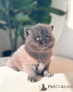 Zdjęcie №2 do zapowiedźy № 143486 na sprzedaż  kot brytyjski krótkowłosy - wkupić się Niemcy hodowca