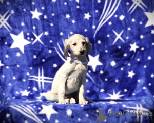 Zdjęcie №4. Sprzedam  w Belgrad.  - cena - negocjowane