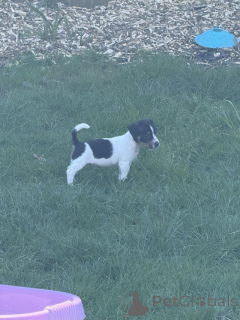 Zdjęcie №2 do zapowiedźy № 166831 na sprzedaż  jack russell terrier - wkupić się Wielka Brytania prywatne ogłoszenie, hodowca