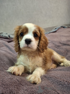 Zdjęcie №1. cocker spaniel amerykański, cocker spaniel angielski, springer spaniel angielski, springer spaniel walijski, irlandzki spaniel dowodny, hiszpański pies dowodny, mastif hiszpański, cavalier king charles spaniel, cavalier king charles spaniel, clumber spaniel, russian spaniel, spaniel tybetański - na sprzedaż w Wilno | 5262zł | Zapowiedź №175525