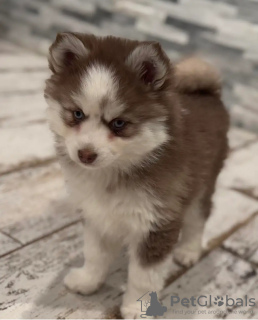 Zdjęcie №2 do zapowiedźy № 131998 na sprzedaż  szpic miniaturowy - wkupić się Holandia hodowca