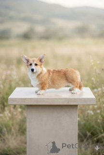 Zdjęcie №1. welsh corgi - na sprzedaż w Belgrad | negocjowane | Zapowiedź №167186