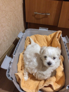 Zdjęcie №3. Maltese Puppies. Ukraina