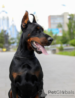 Dodatkowe zdjęcia: Doberman FCI