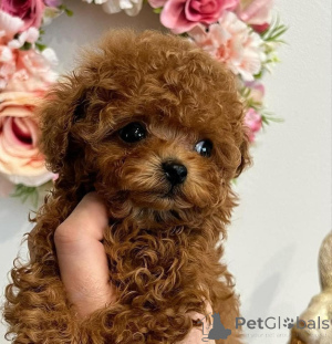 Zdjęcie №2 do zapowiedźy № 135194 na sprzedaż   - wkupić się Niemcy hodowca