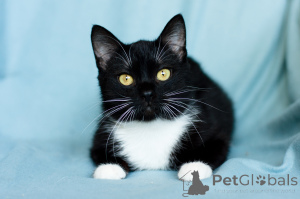 Zdjęcie №3. Arystokratyczny fiat. Białoruś