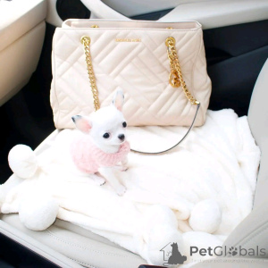 Zdjęcie №4. Sprzedam pies nierasowy w Bergisch Gladbach. prywatne ogłoszenie, hodowca - cena - 3109zł