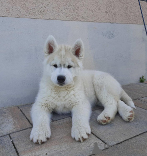 Dodatkowe zdjęcia: syberyjski husky sprzedam szczeniaka