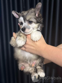 Zdjęcie №4. Sprzedam grzywacz chiński w Košice. hodowca - cena - negocjowane