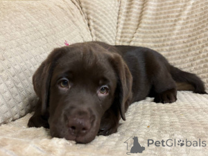 Zdjęcie №3. Puppy Labrador-Retriever. Federacja Rosyjska