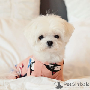 Zdjęcie №2 do zapowiedźy № 164001 na sprzedaż  maltańczyk - wkupić się Finlandia prywatne ogłoszenie, ze schronu