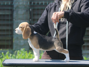 Zdjęcie №1. beagle (rasa psa) - na sprzedaż w Mińsk | 2723zł | Zapowiedź №2897