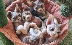 Zdjęcie №1. devon rex - na sprzedaż w Hamburg | 4171zł | Zapowiedź № 160336