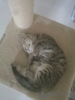 Zdjęcie №1. kot brytyjski krótkowłosy - na sprzedaż w Байройт | negocjowane | Zapowiedź № 133382