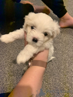 Zdjęcie №3. Szczenięta Bichon Frise. Belgia