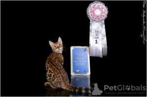 Zdjęcie №1. kot bengalski - na sprzedaż w Krasnodar | 6188zł | Zapowiedź № 26095
