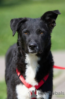 Zdjęcie №1. pies nierasowy - na sprzedaż w Rzeka Moskwa | Bezpłatny | Zapowiedź №145974