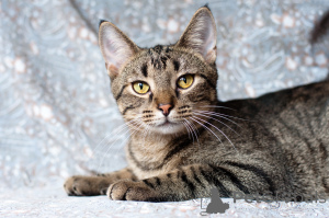 Zdjęcie №1.  - na sprzedaż w Mińsk | Bezpłatny | Zapowiedź № 166166