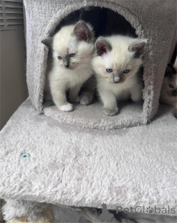 Zdjęcie №1. ragdoll - na sprzedaż w Bonndorf | 1674zł | Zapowiedź № 153223