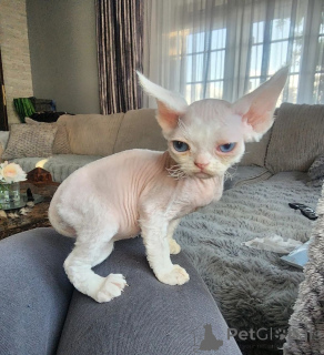 Zdjęcie №1. devon rex - na sprzedaż w Dettenheim | 1674zł | Zapowiedź № 169819
