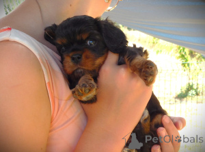 Zdjęcie №2 do zapowiedźy № 172458 na sprzedaż  cavalier king charles spaniel - wkupić się Francja 
