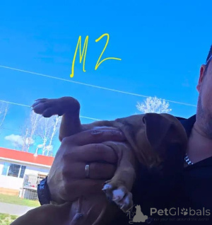 Zdjęcie №1. dog z bordeaux - na sprzedaż w Taufkirchen | 2774zł | Zapowiedź №175983