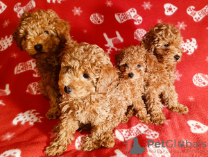 Dodatkowe zdjęcia: Sprzedam szczenięta Mini Toy Poodle, czerwono-brązowe, 4 chłopców