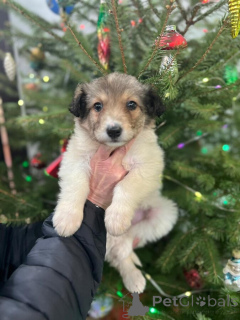 Zdjęcie №2 do zapowiedźy № 161709 na sprzedaż  pies nierasowy - wkupić się Federacja Rosyjska prywatne ogłoszenie