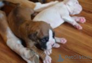 Zdjęcie №3. sprzedam szczenięta bokserki. Finlandia