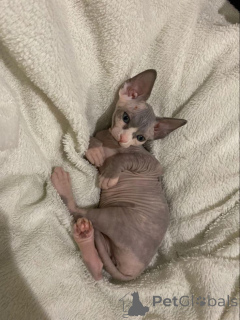 Zdjęcie №1. sfinks - na sprzedaż w Aizlingen | 2153zł | Zapowiedź № 157343