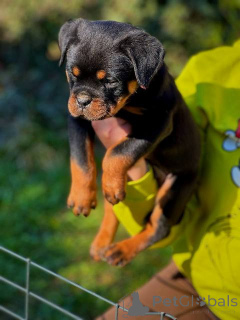 Zdjęcie №4. Sprzedam rottweiler w Kragujevac.  - cena - negocjowane