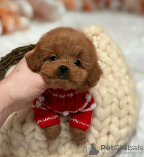 Zdjęcie №2 do zapowiedźy № 133961 na sprzedaż  pudel (royal) - wkupić się USA 