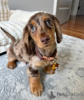 Zdjęcie №1. jamnik - na sprzedaż w Hamburg | Bezpłatny | Zapowiedź №150841