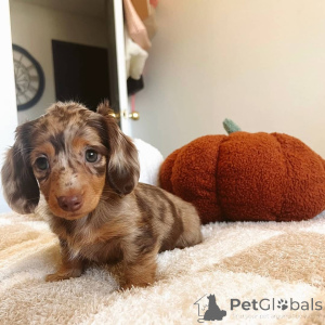 Zdjęcie №1. jamnik - na sprzedaż w Alkmar | negocjowane | Zapowiedź №148397