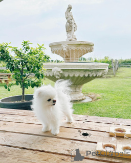 Zdjęcie №2 do zapowiedźy № 140597 na sprzedaż  szpic miniaturowy - wkupić się Izrael hodowca