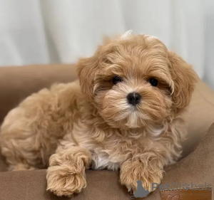 Zdjęcie №1. maltipu - na sprzedaż w Zły soden-salmünster | 1435zł | Zapowiedź №167685