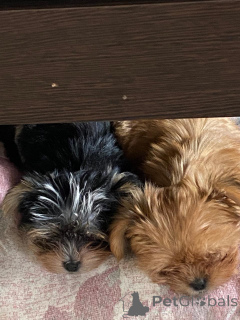 Zdjęcie №1. yorkshire terrier - na sprzedaż w Domodiedowo | 1547zł | Zapowiedź №150490
