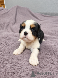 Dodatkowe zdjęcia: Idealne szczenięta Cavalier King Charles Spaniel.