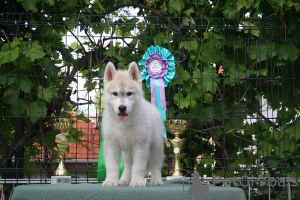 Zdjęcie №3. syberyjski husky. Serbia