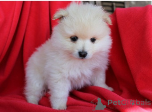 Zdjęcie №3. Pomeranian szczeniąt WhatsApp 64 9-889 4165. Szwajcaria
