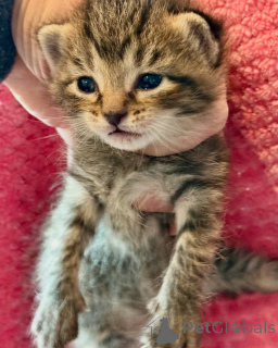 Zdjęcie №2 do zapowiedźy № 150610 na sprzedaż  kot bengalski - wkupić się Niemcy ze schronu, hodowca