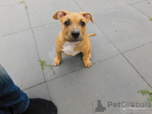 Zdjęcie №3. Buldog amerykański. Belgia