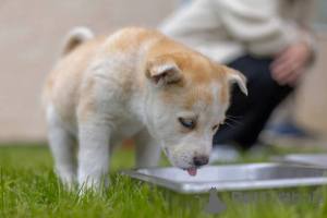 Zdjęcie №2 do zapowiedźy № 137987 na sprzedaż  pies nierasowy - wkupić się Wielka Brytania hodowca