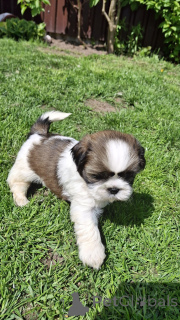 Zdjęcie №2 do zapowiedźy № 170090 na sprzedaż  lhasa apso, shih tzu - wkupić się Estonia 