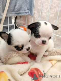 Zdjęcie №1. chihuahua (rasa psów) - na sprzedaż w Cremlingen | 2153zł | Zapowiedź №169426