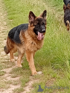 Zdjęcie №3. Niemiecki owczarka niemiecka Langhaar z drzewem genealogicznym. Republika Czeska